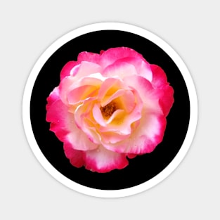 Pink and White Rose in Outdoor Garden Magnet